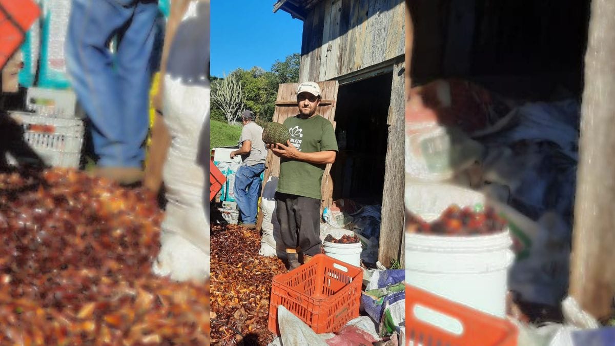 Jaison de Liz Rosa segura pinhas extra&iacute;das