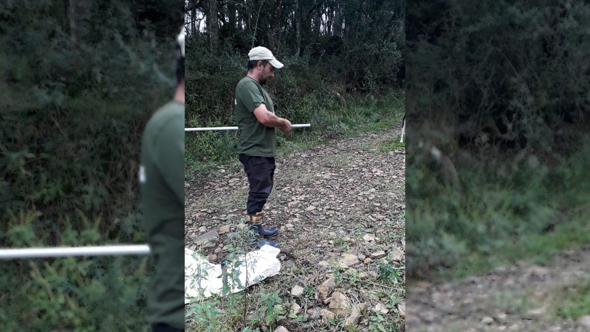 Jaison de Liz Rosa se prepara para coletar pinh&atilde;o