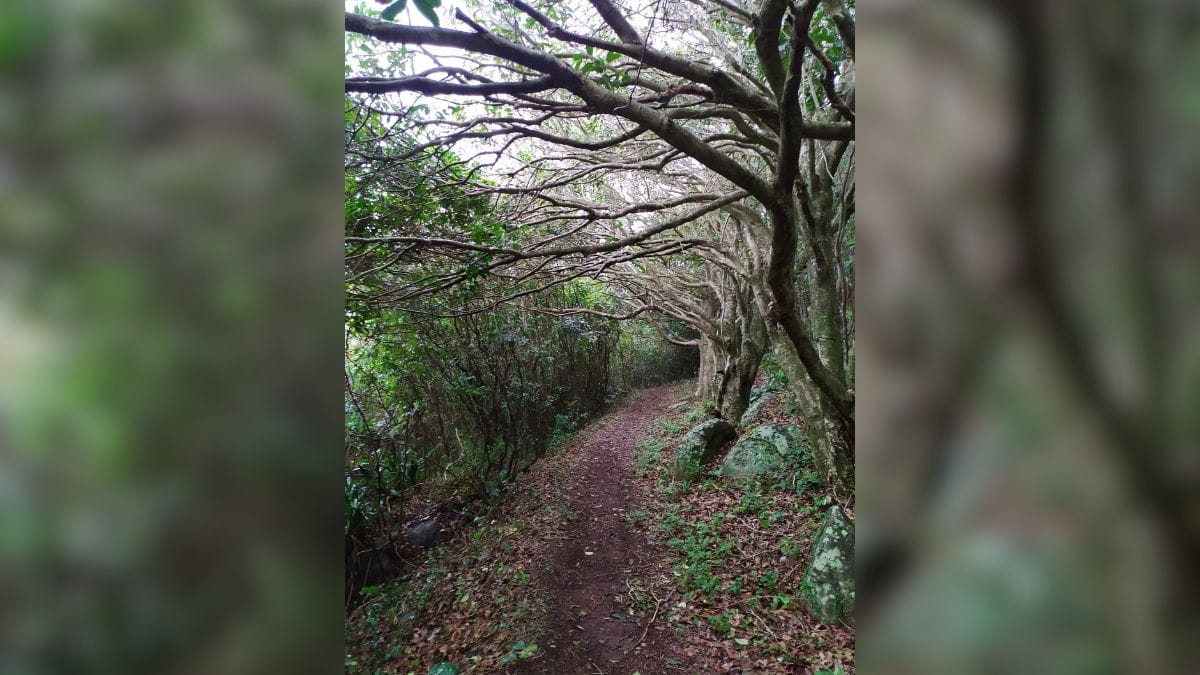 Trilha Praia da Solidão até Naufragados (1)