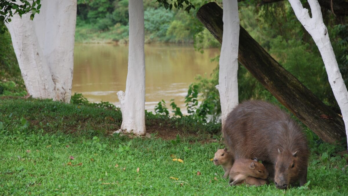 Tubarão, no Sul de Santa Catarina