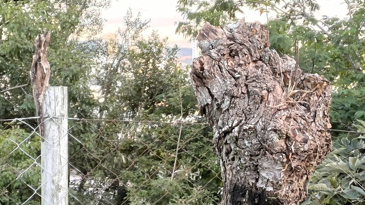 Urutau camuflado &eacute; visto em Lages SC