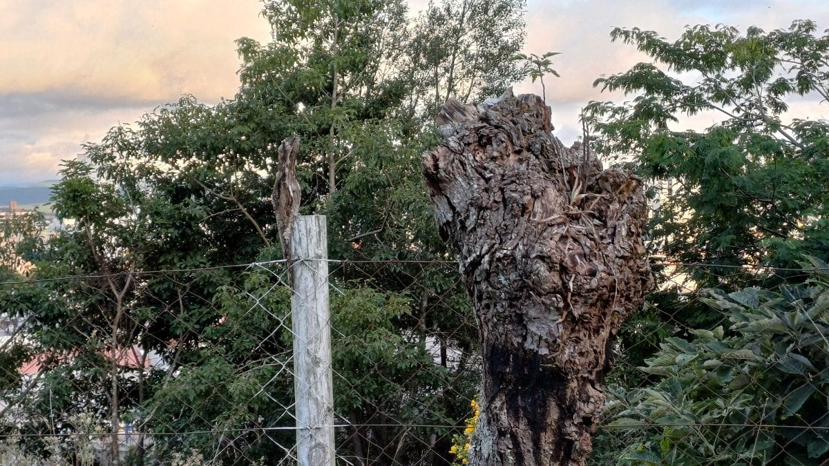 Urutau camuflado &eacute; visto em Lages SC