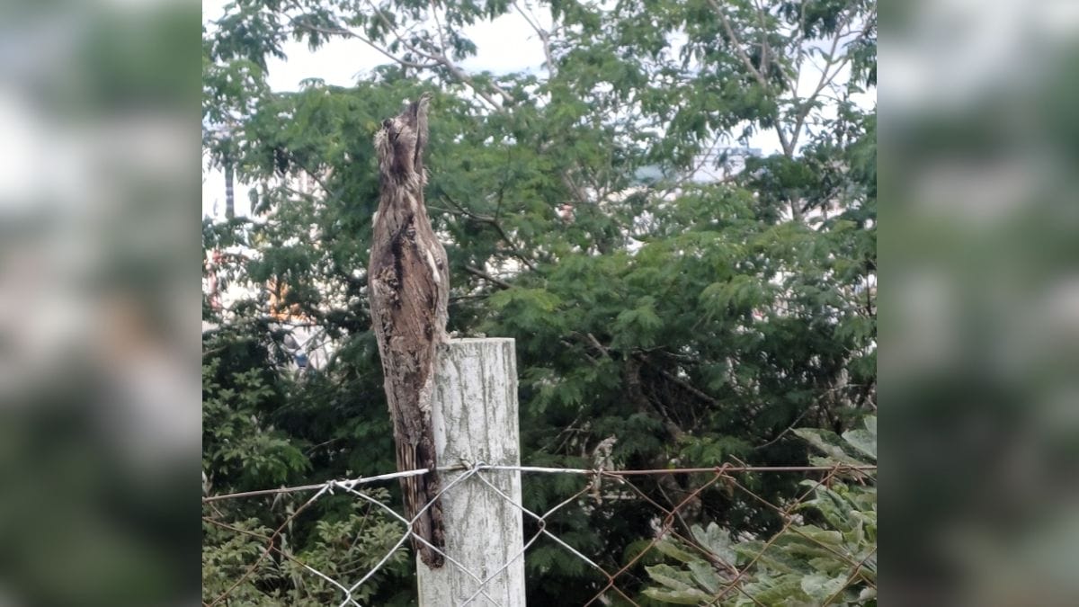 Urutau camuflado &eacute; visto em Lages SC