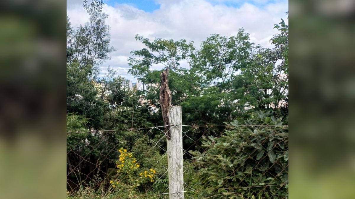 Urutau camuflado &eacute; visto em Lages SC