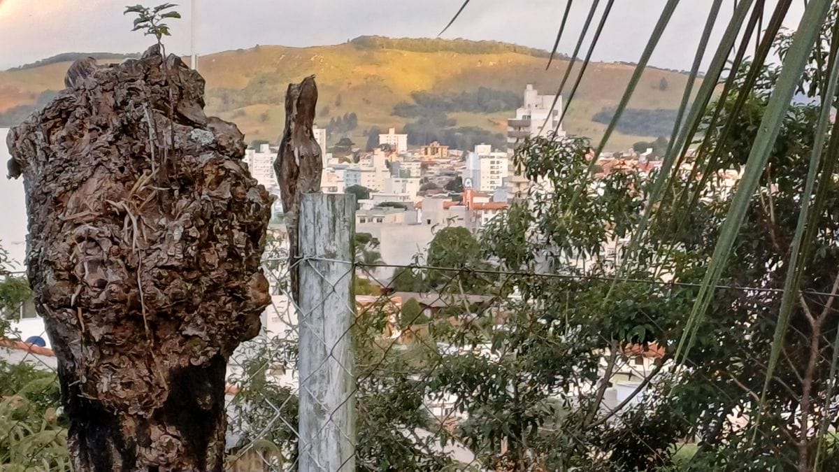 Urutau camuflado &eacute; visto em Lages SC