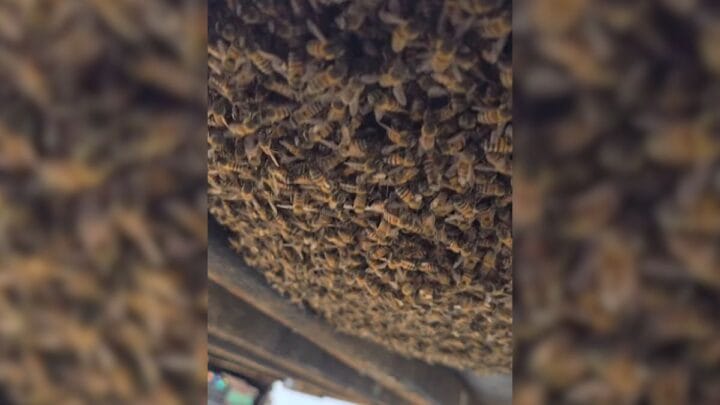 abelhas em faculdade