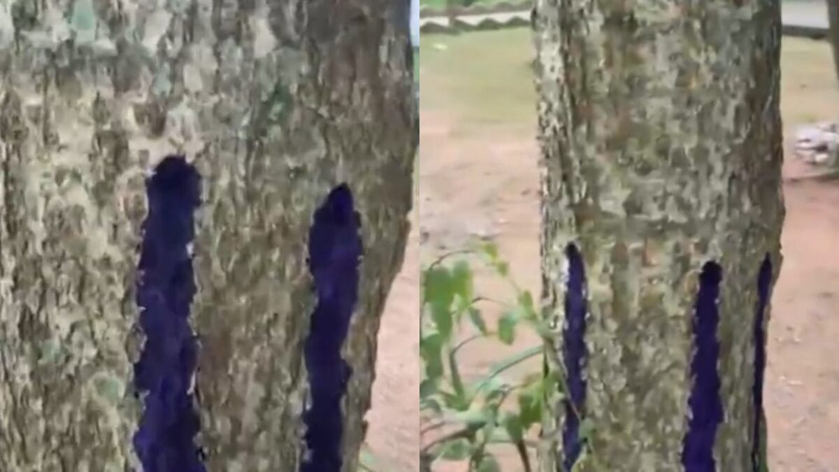 Árvores com suspeita de envenenamento no Parque Ilha das Conchas, bairro Abraão, em Florianópolis