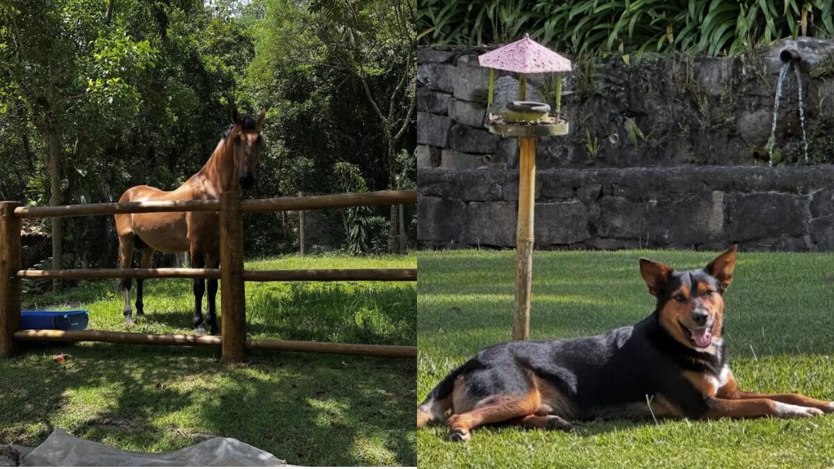 Marcello Novaes, o Max de Avenida Brasil, mostra novo morador da casa s&iacute;tio onde vive