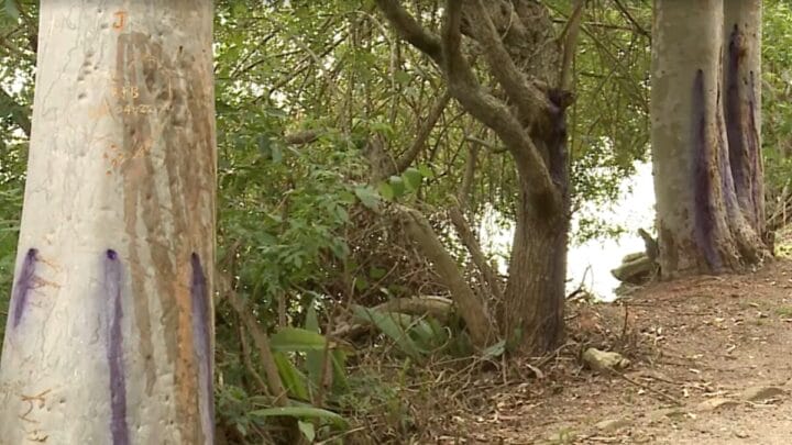 árvores com perfurações e líquido roxo escorrendo
