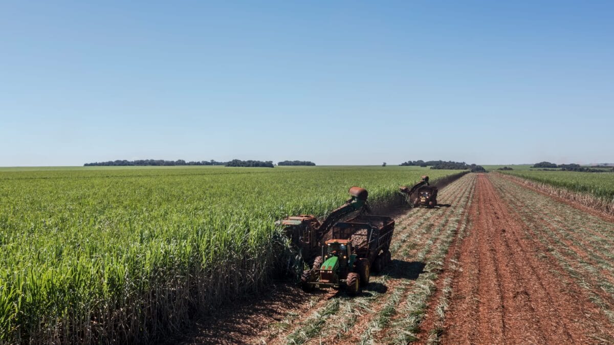 Colheitadeiras operam lado a lado em planta&ccedil;&atilde;o extensa de cana-de-a&ccedil;&uacute;car, em &aacute;rea rural plana.