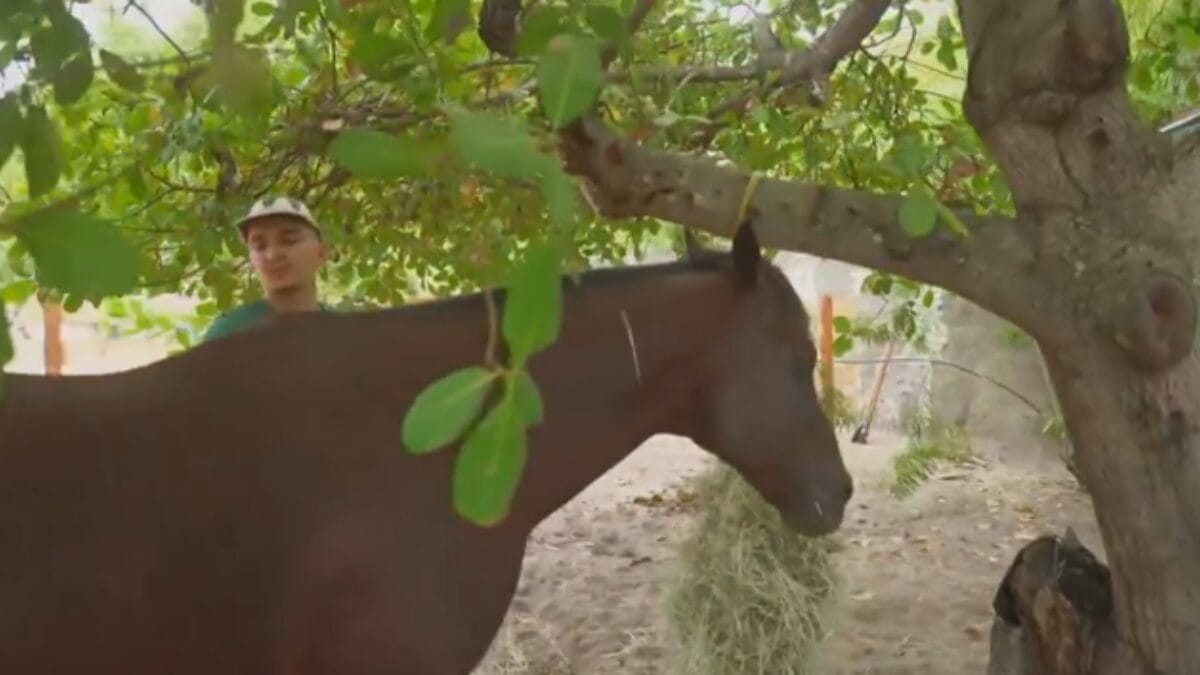 casa sert&atilde;o joao gomes