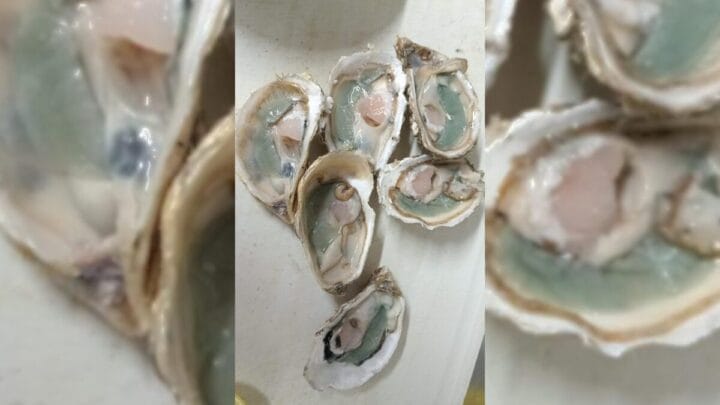 ostras apresentam aspecto esverdeado