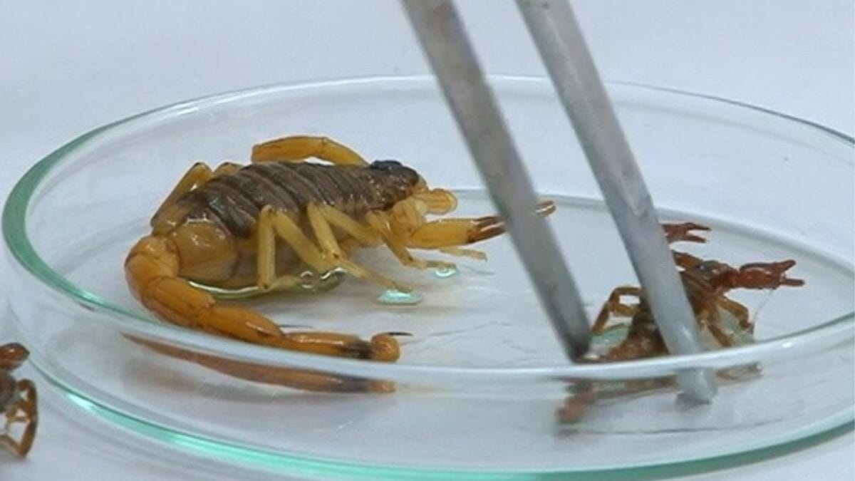 Escorpi&atilde;o amarelo em Itaja&iacute;