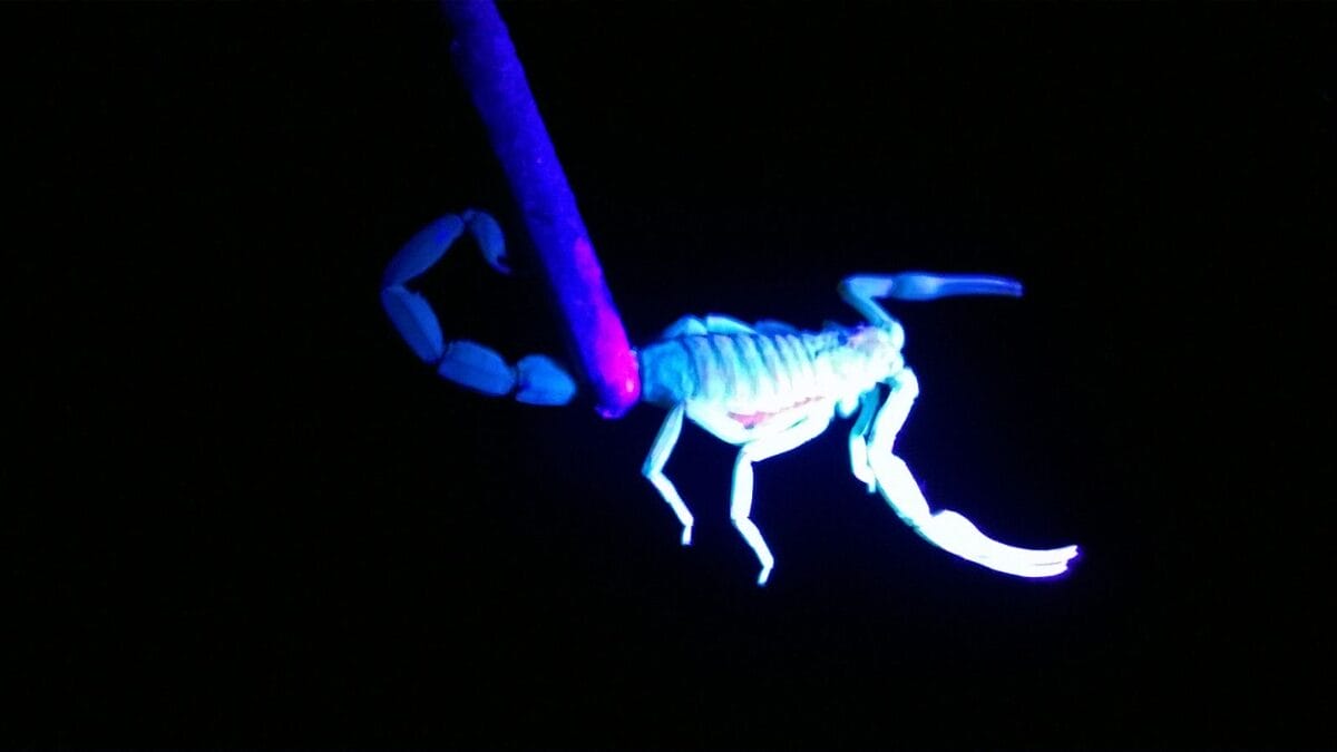 Escorpi&atilde;o amarelo em Itaja&iacute;