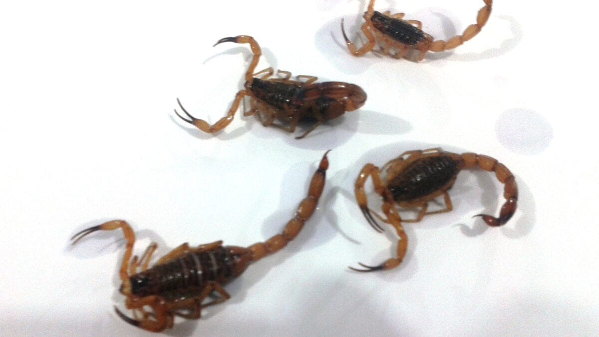 Escorpi&atilde;o amarelo em Itaja&iacute;