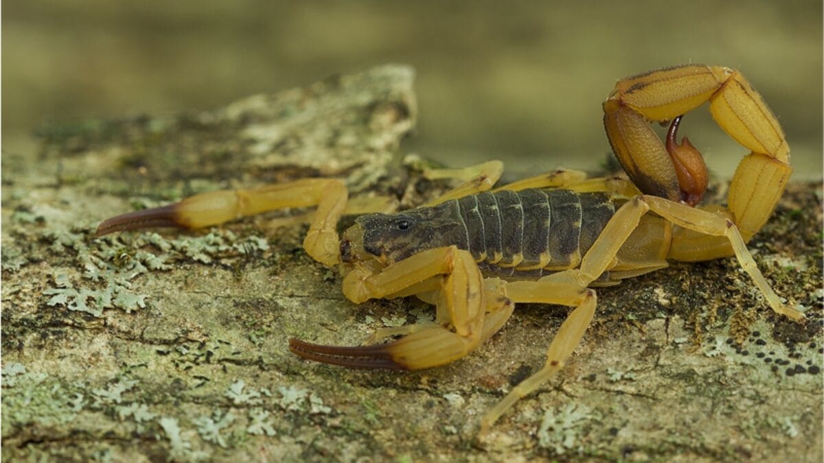 Veja como &eacute; o escorpi&atilde;o amarelo 
