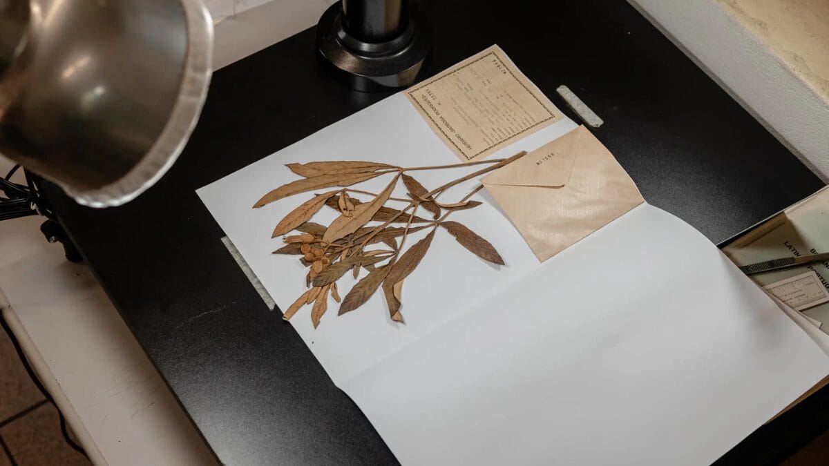 Itaja&iacute; conta com herb&aacute;rio hist&oacute;rico