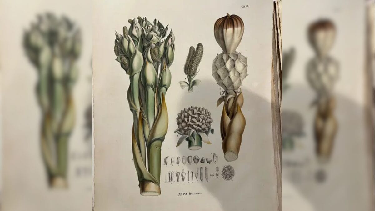 Itaja&iacute; conta com herb&aacute;rio hist&oacute;rico