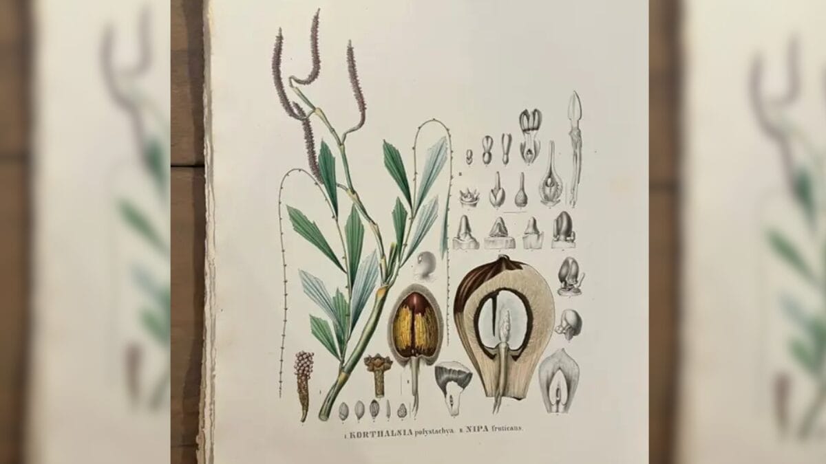 Itaja&iacute; conta com herb&aacute;rio hist&oacute;rico