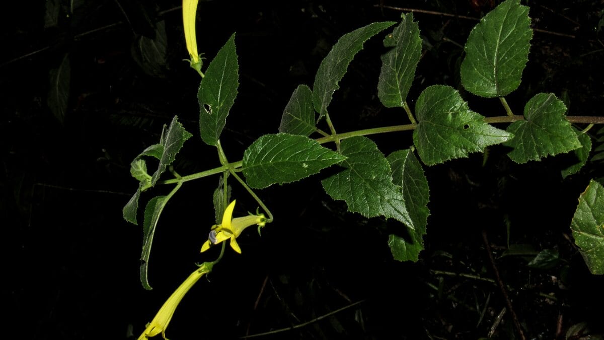 novas espécies de plantas