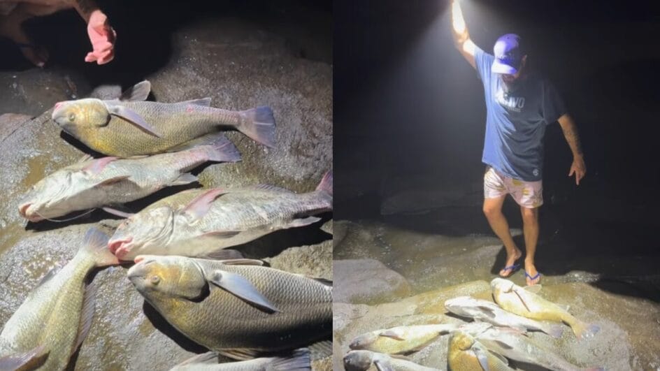 Peixe integra lista de animais em extinção, afirma Ibama