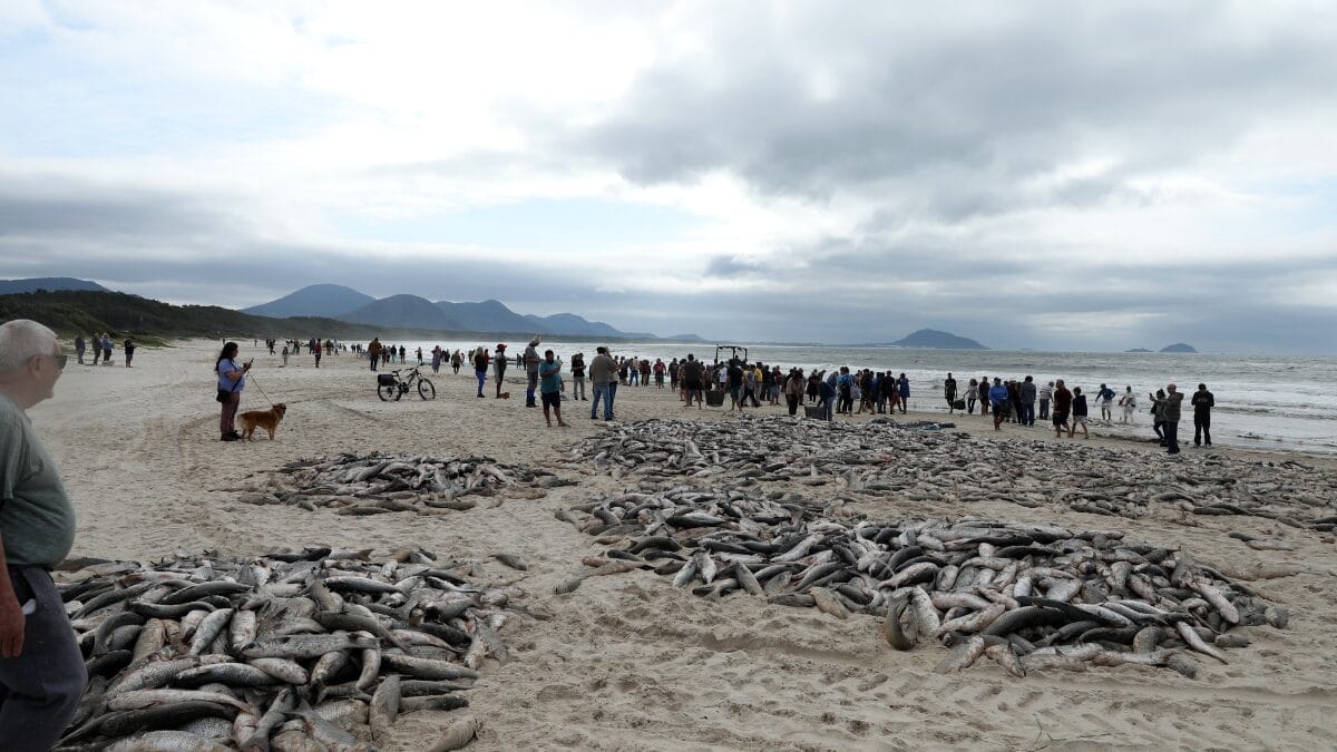 Safra pesca da tainha 2026
