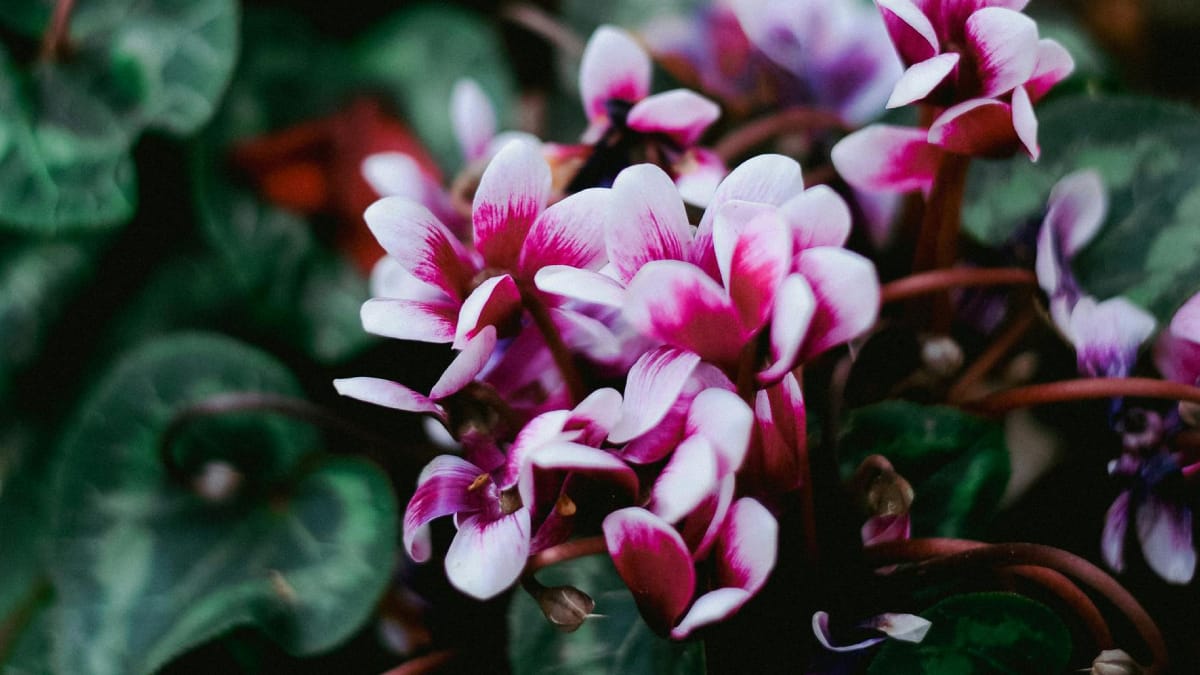 Ambiente fresco e atenção na rega ajudam o ciclame a prolongar sua floração (Foto: Pexels)