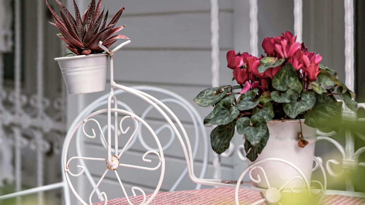 O ciclame é uma das plantas de interior mais charmosas e fáceis de cuidar quando bem manejada (Foto: Pexels)