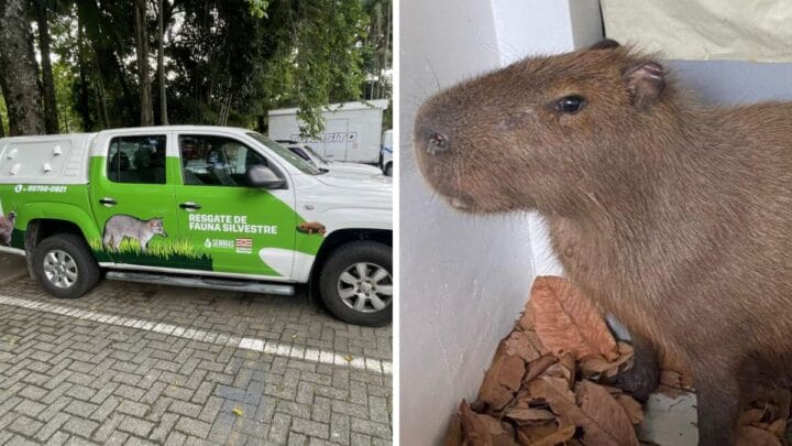 Prefeitura Blumenau vai resgatar e monitorar de animais silvestres