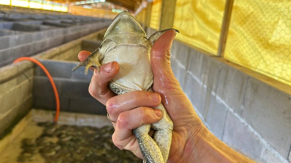 Cria&ccedil;&atilde;o de r&atilde;s em Princesa