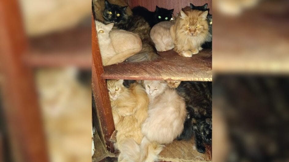 Gatos doentes e ambiente insalubre adiam resgate de 400 felinos em apartamento de SC