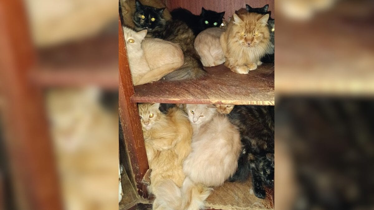Gatos doentes e ambiente insalubre adiam resgate de 400 felinos em apartamento de SC