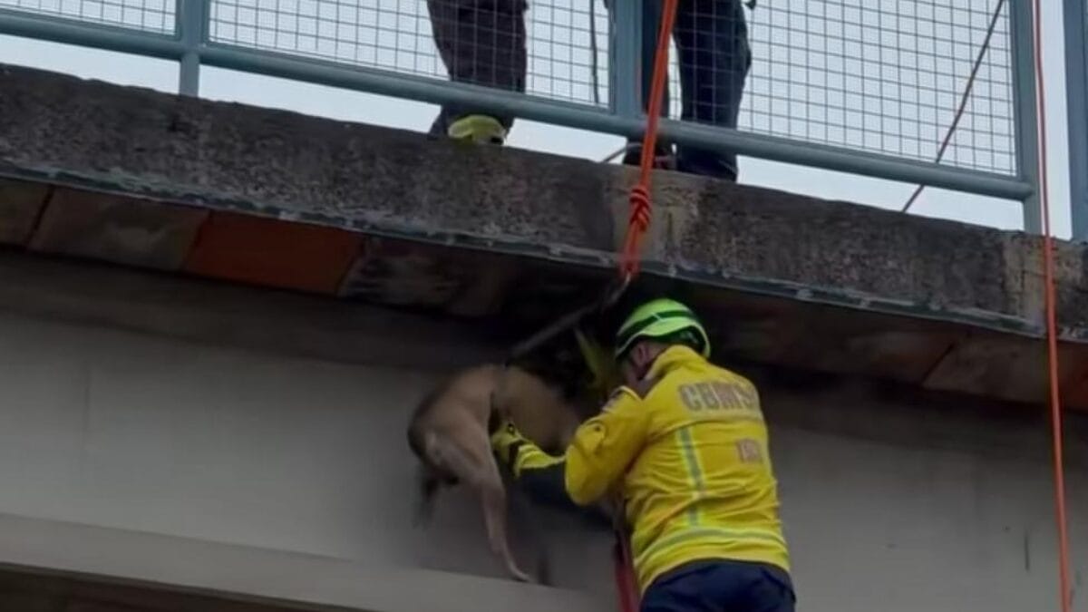 C&atilde;o resgatado em Xanxer&ecirc;