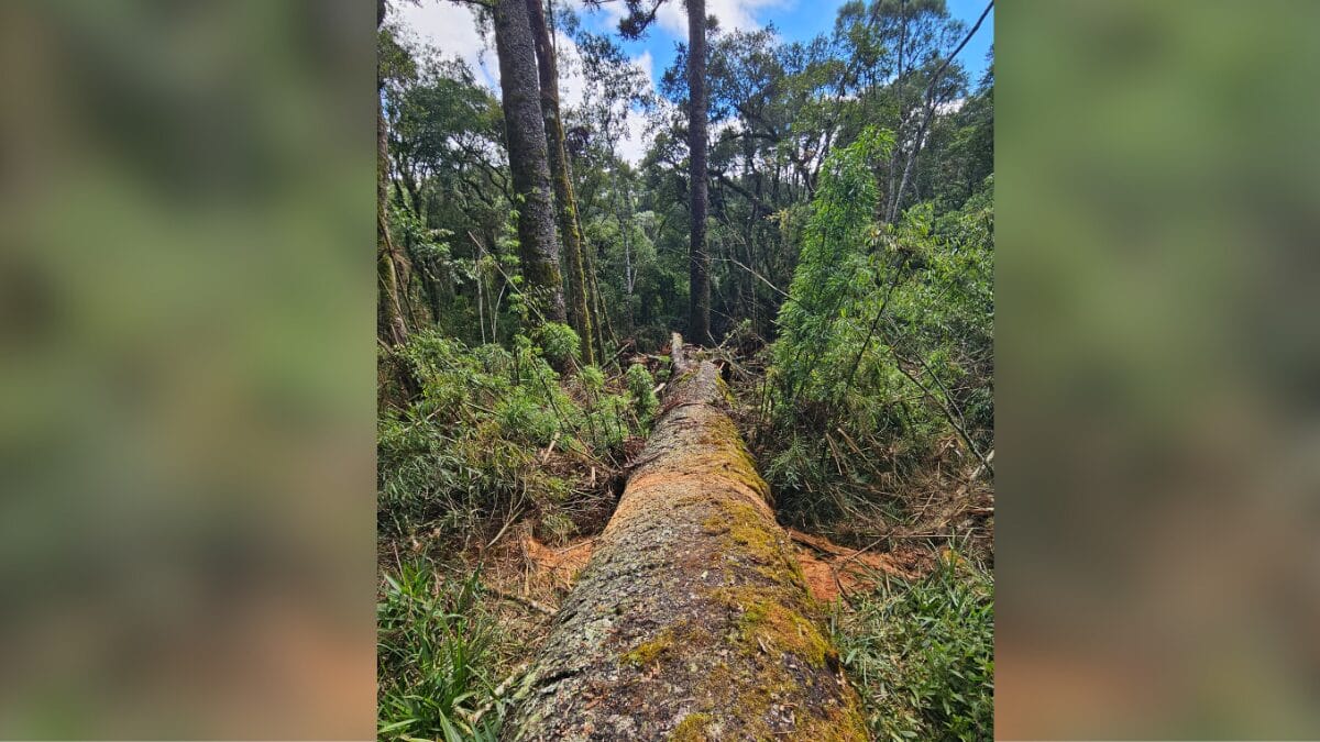 maior arauc&aacute;ria do Brasil