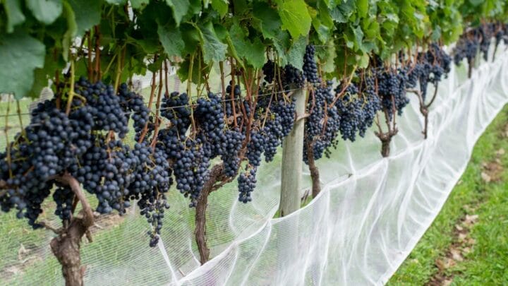 Vinhos