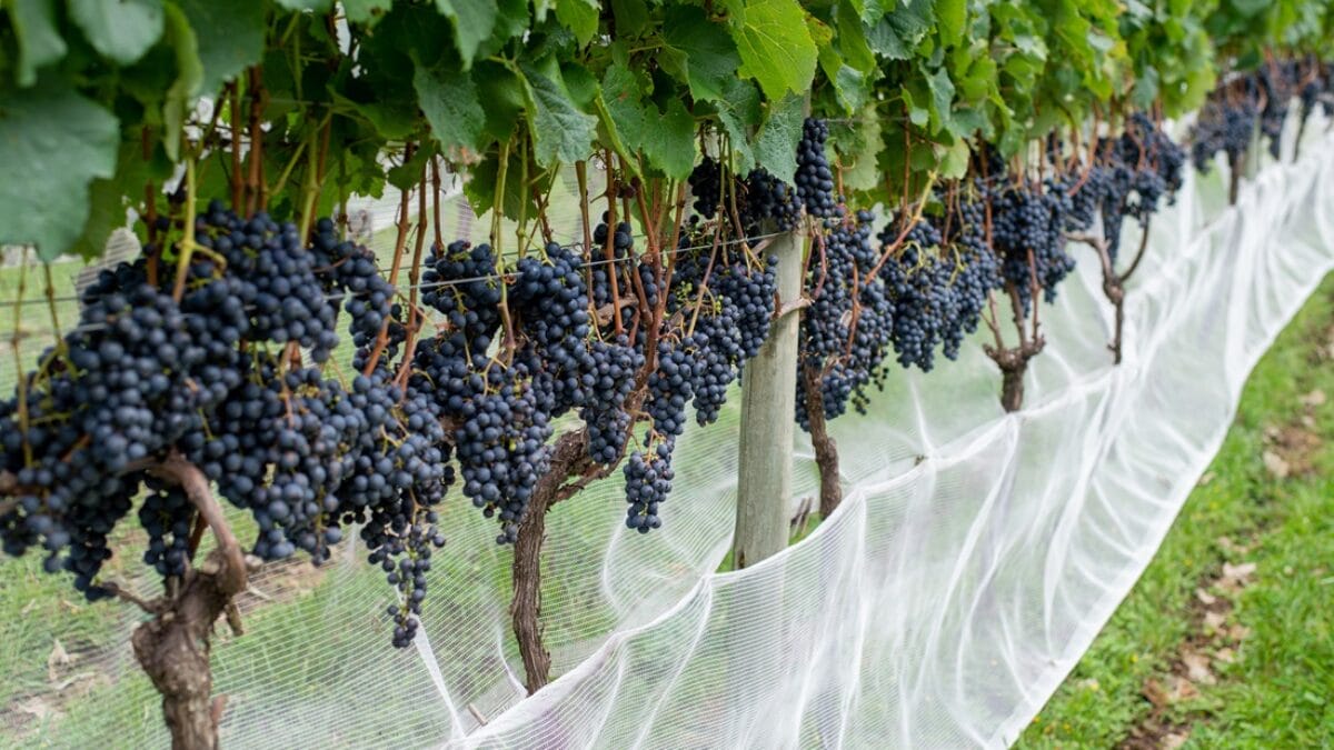 Vinhos
