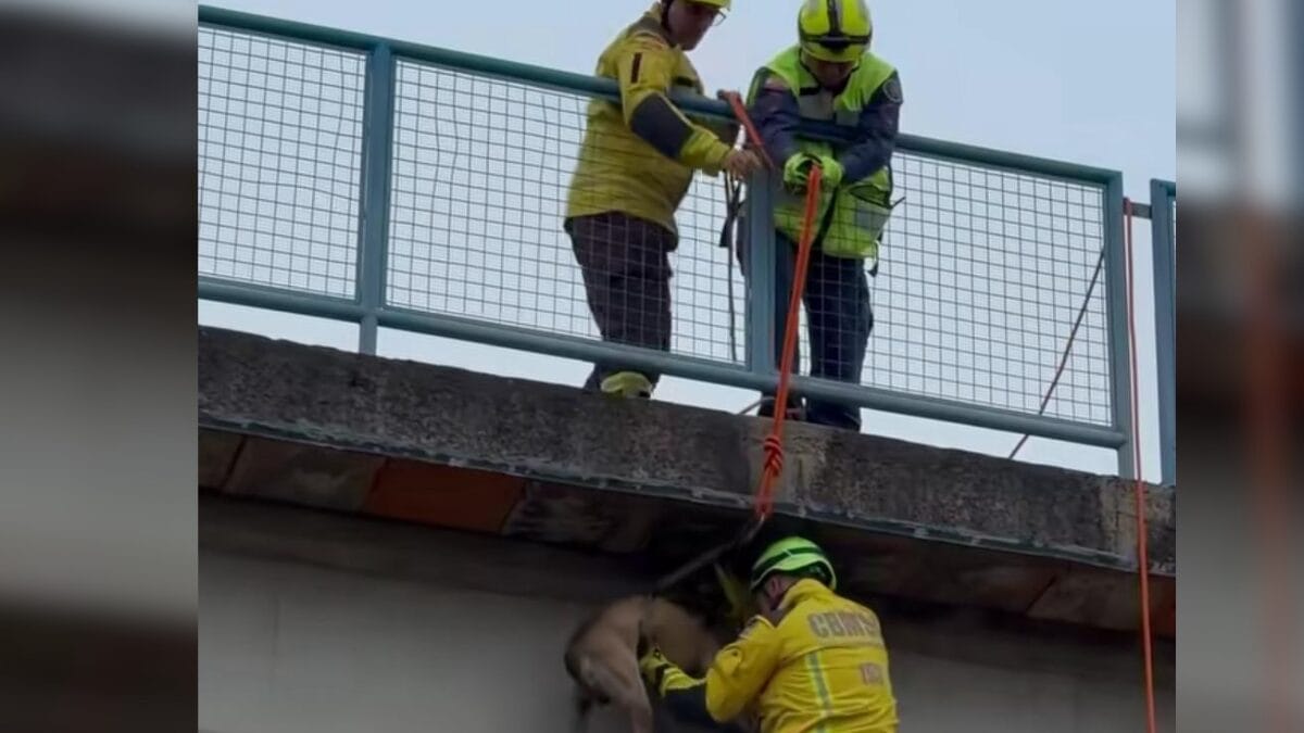C&atilde;o resgatado em Xanxer&ecirc;