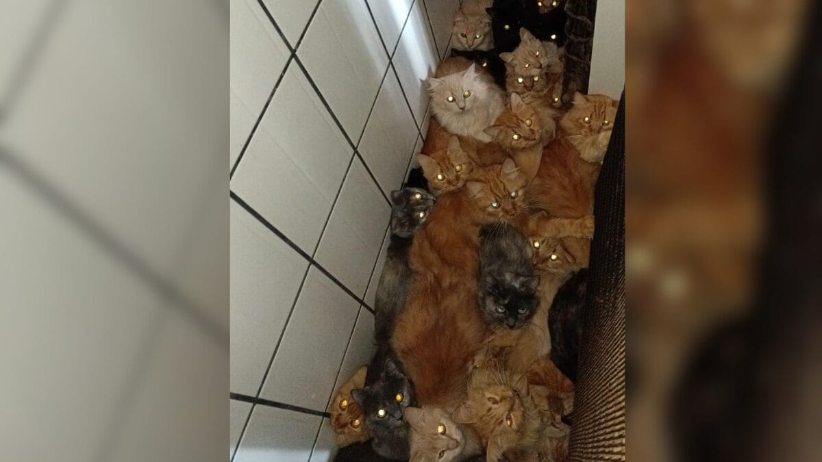 Gatos doentes e ambiente insalubre adiam resgate de 400 felinos em apartamento de SC