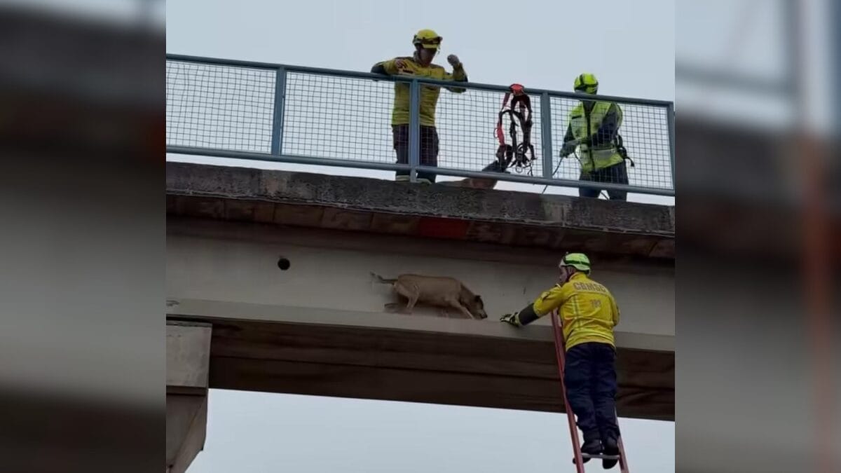 C&atilde;o resgatado em Xanxer&ecirc;