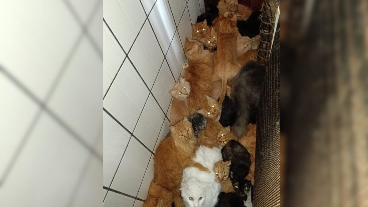Gatos doentes e ambiente insalubre adiam resgate de 400 felinos em apartamento de SC