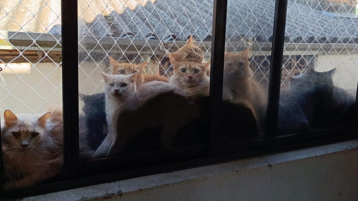 Gatos doentes e ambiente insalubre adiam resgate de 400 felinos em apartamento de SC