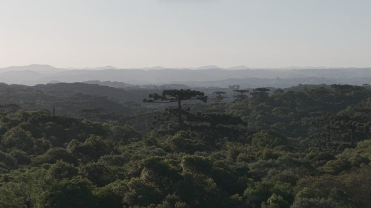 maior arauc&aacute;ria do Brasil