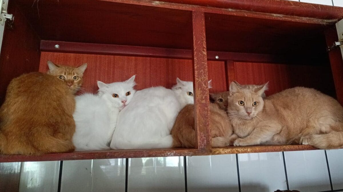 Gatos doentes e ambiente insalubre adiam resgate de 400 felinos em apartamento de SC