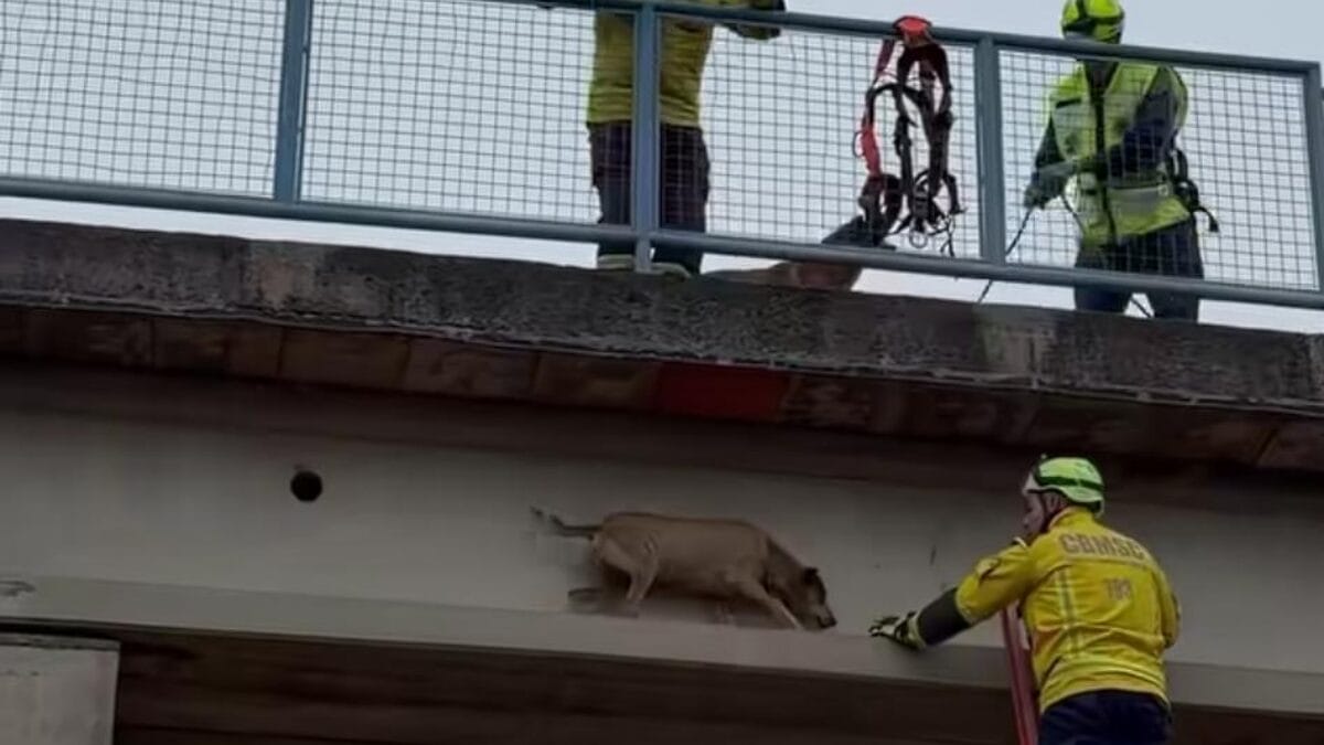 C&atilde;o resgatado em Xanxer&ecirc;