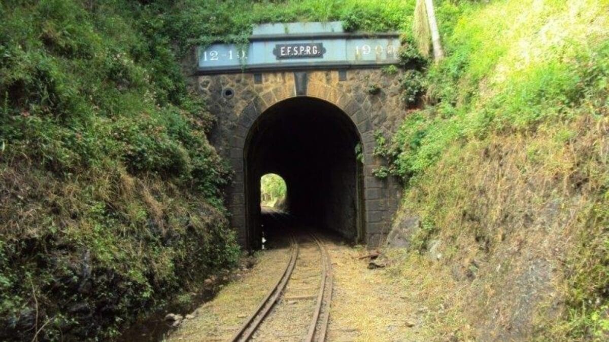 Pinheiro Preto
