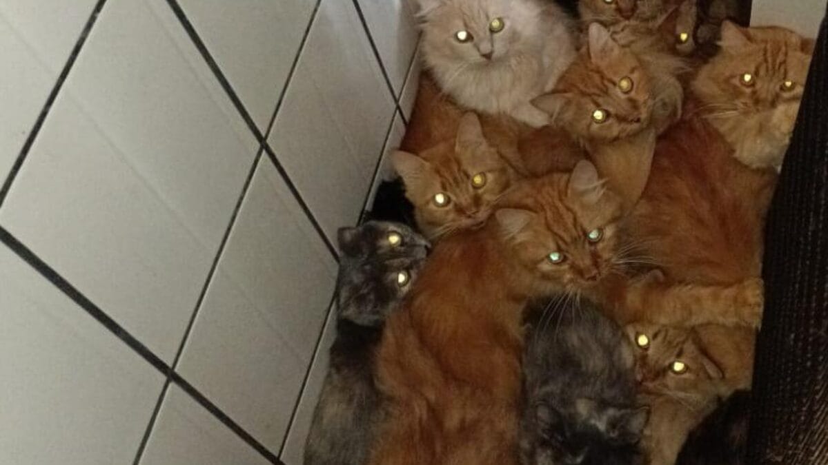 Gatos doentes e ambiente insalubre adiam resgate de 400 felinos em apartamento de SC