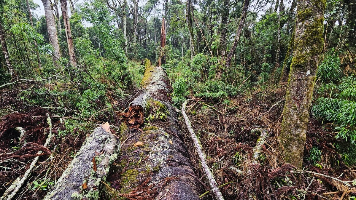 maior arauc&aacute;ria do Brasil