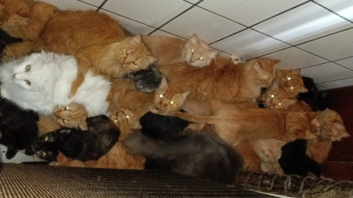 Gatos doentes e ambiente insalubre adiam resgate de 400 felinos em apartamento de SC