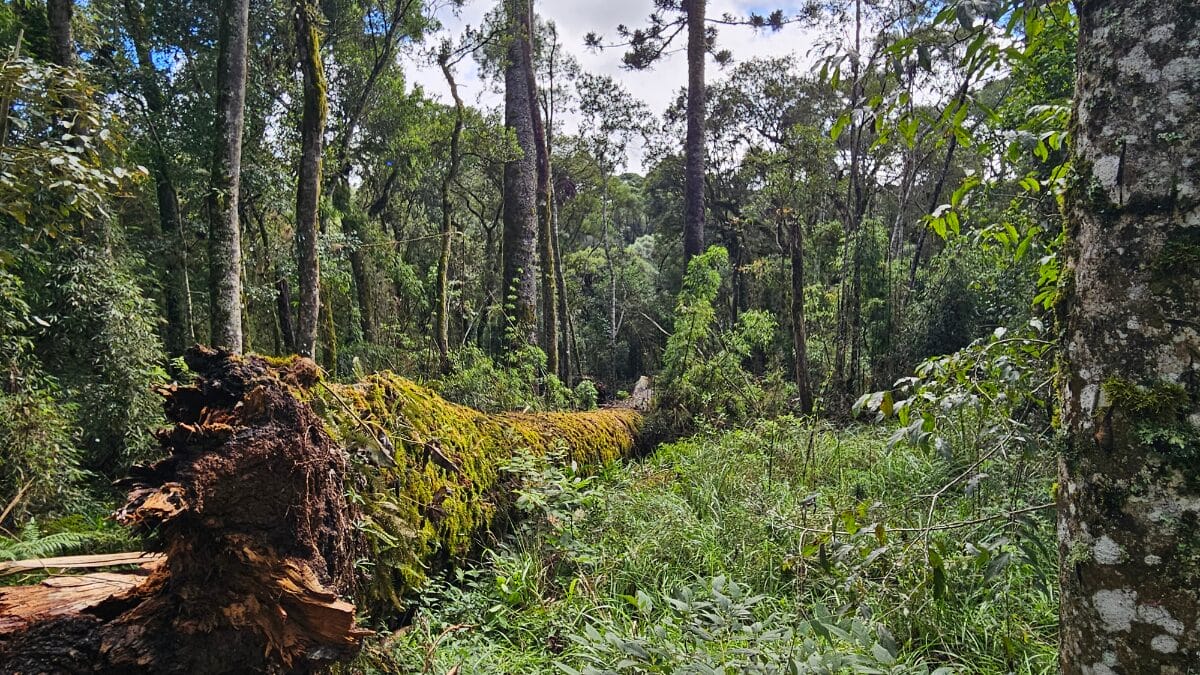 maior arauc&aacute;ria do Brasil