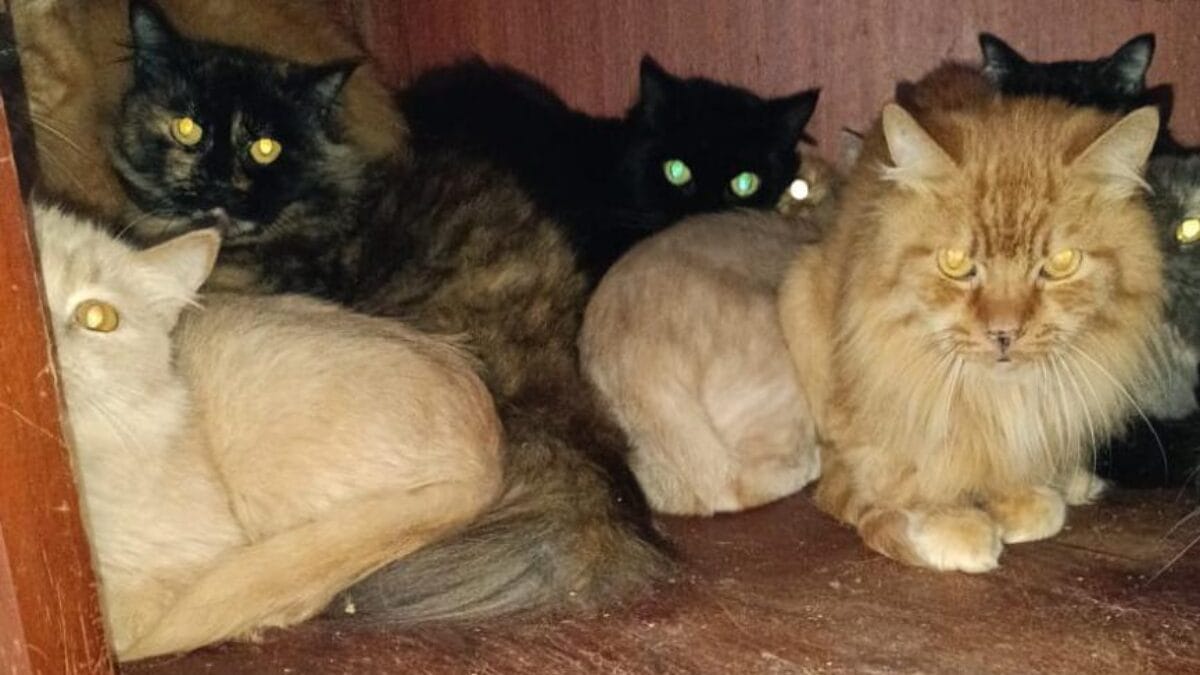 Gatos doentes e ambiente insalubre adiam resgate de 400 felinos em apartamento de SC